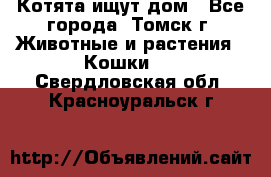Котята ищут дом - Все города, Томск г. Животные и растения » Кошки   . Свердловская обл.,Красноуральск г.